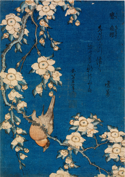 鷽　垂桜