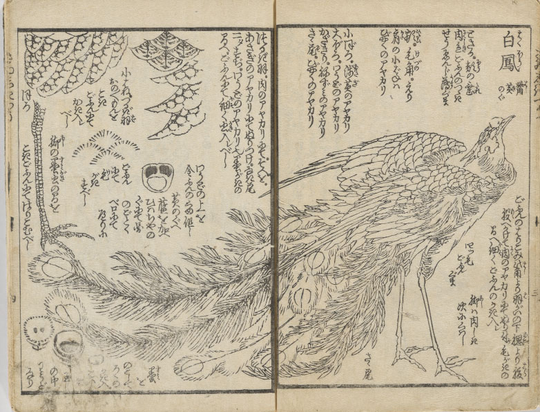 『絵本彩⾊通』より「⽩鳳」（北斎館所蔵）